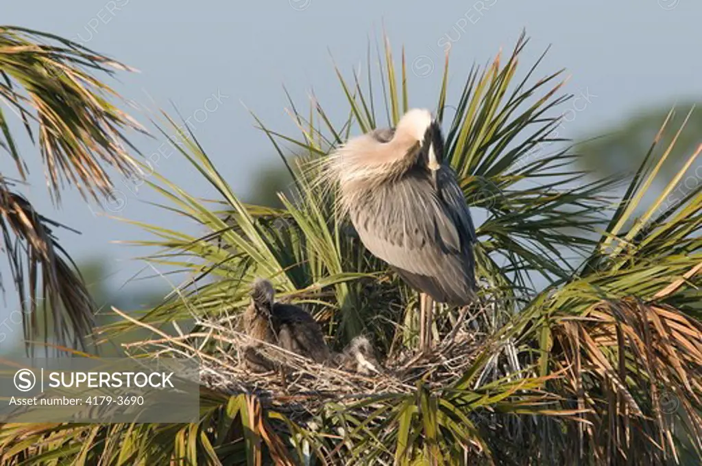 Great Blue Heron (Ardea herodias) On nest w/chicks, Viera Wetlands, FL 2009   Digital