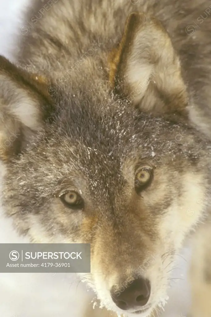 Timber Wolf (Canis Lupus) Alaska