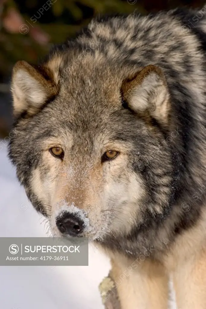 Grey wolf (Alpha male) (Canis lupus) Minnesota northwoods Controlled situation
