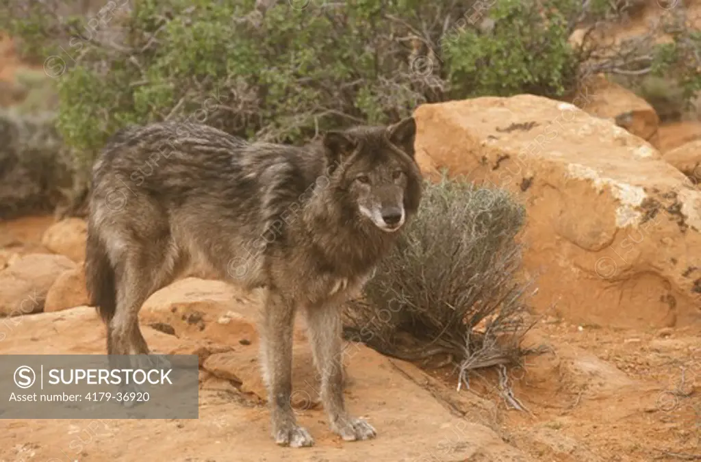 Gray Wolf, dark Phase (Canis lupus), UT