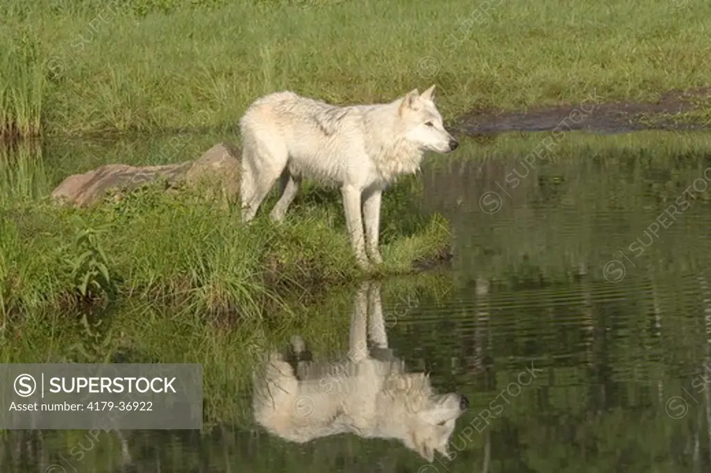 Gray Wolf Canis lupus captive Sandstone, Mn 6/05 reflection