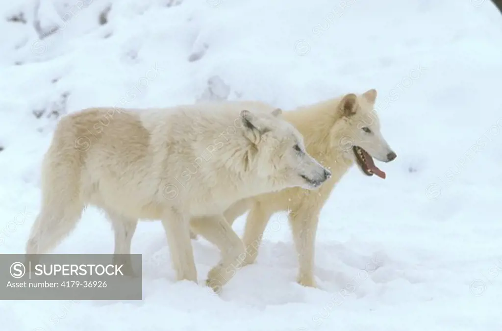 Timber Wolves, white Phase (Canis lupus), AK