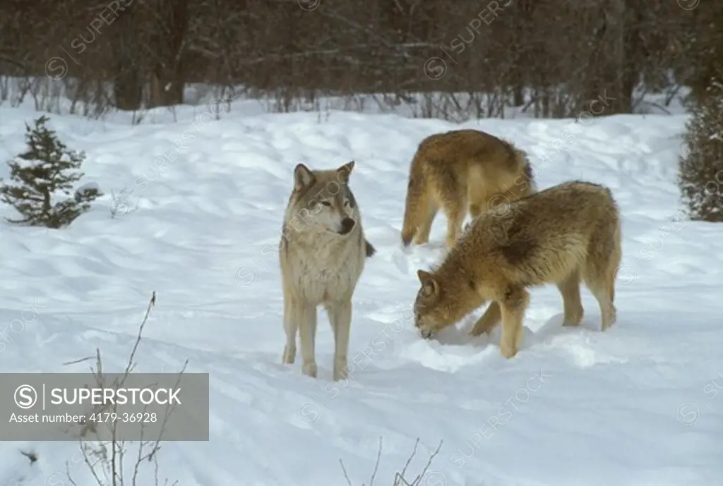Gray Wolves in Snow