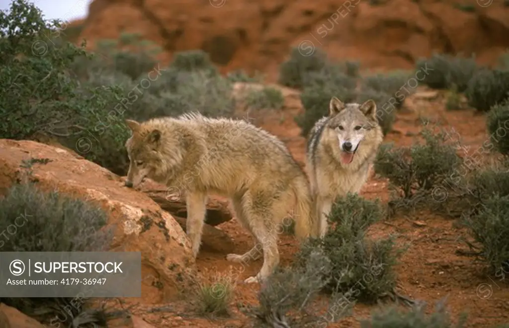 Gray or Timber Wolf Pair (Canis lupus), adults, Utah