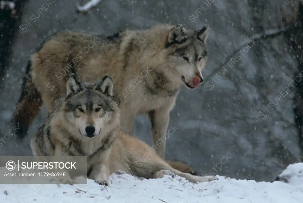 Timber Wolves in Snowstorm (Canis lupus)portrait