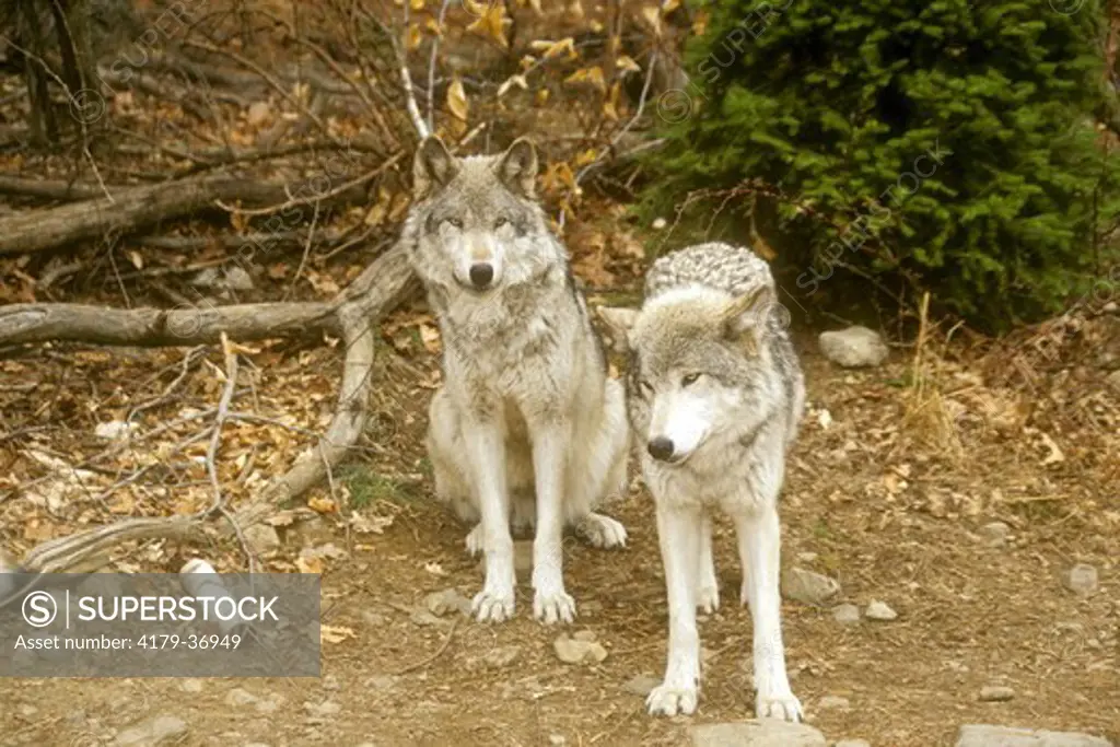 Gray Wolf Pair (Canis lupus), IC, Lakota Wolf Preserve, Columbia, NJ, New Jersey