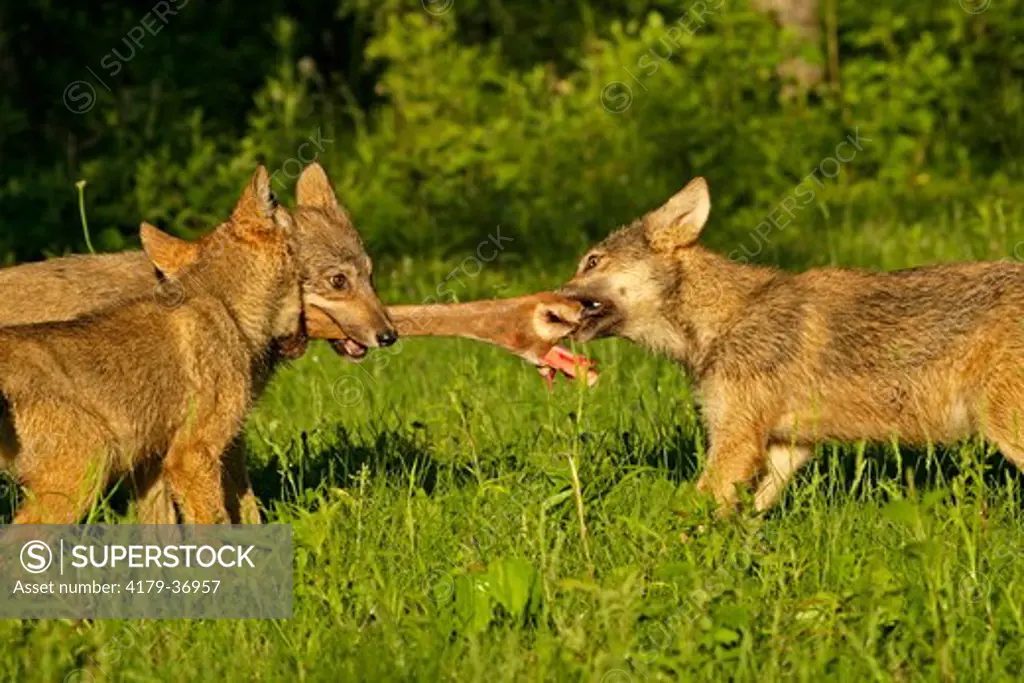 Wolf pups (Canis lupus) playing tug-of-war with deer leg, Pine County, MN  Captive
