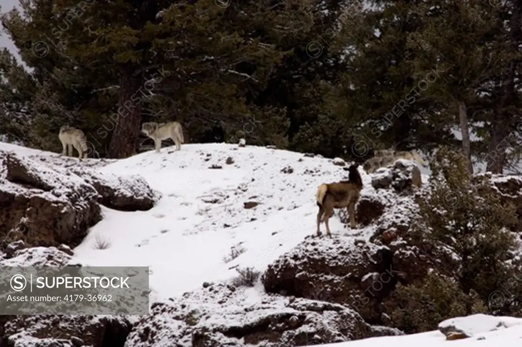Pack of 11 wolves taking down elk in Yellowstone National Park, Druid Pack
