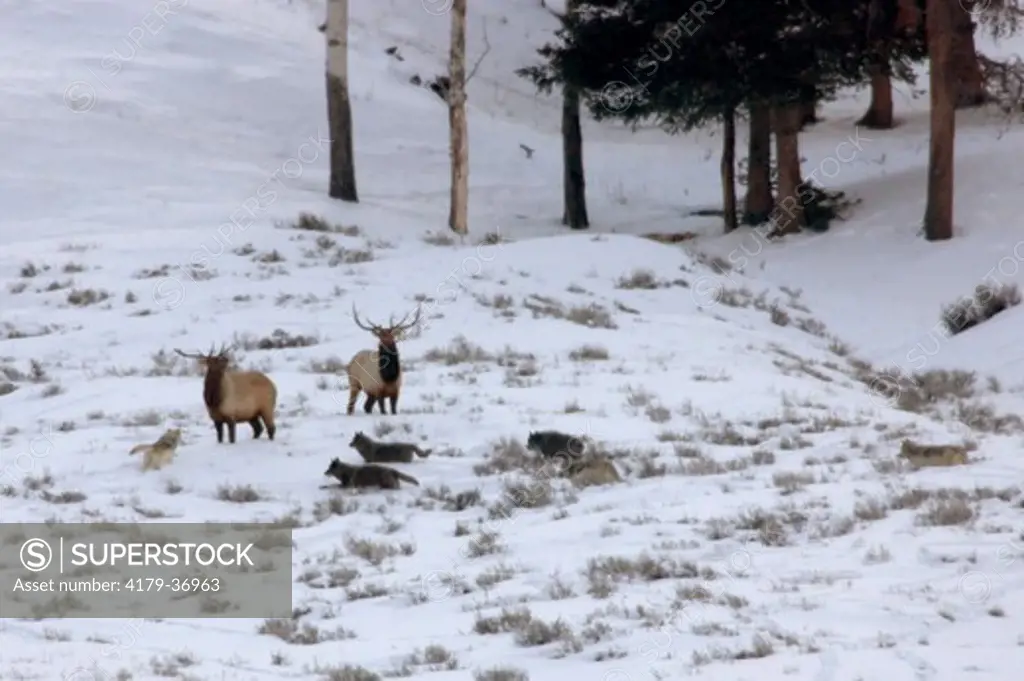 Pack of 11 wolves taking down elk in Yellowstone National Park, Druid Pack