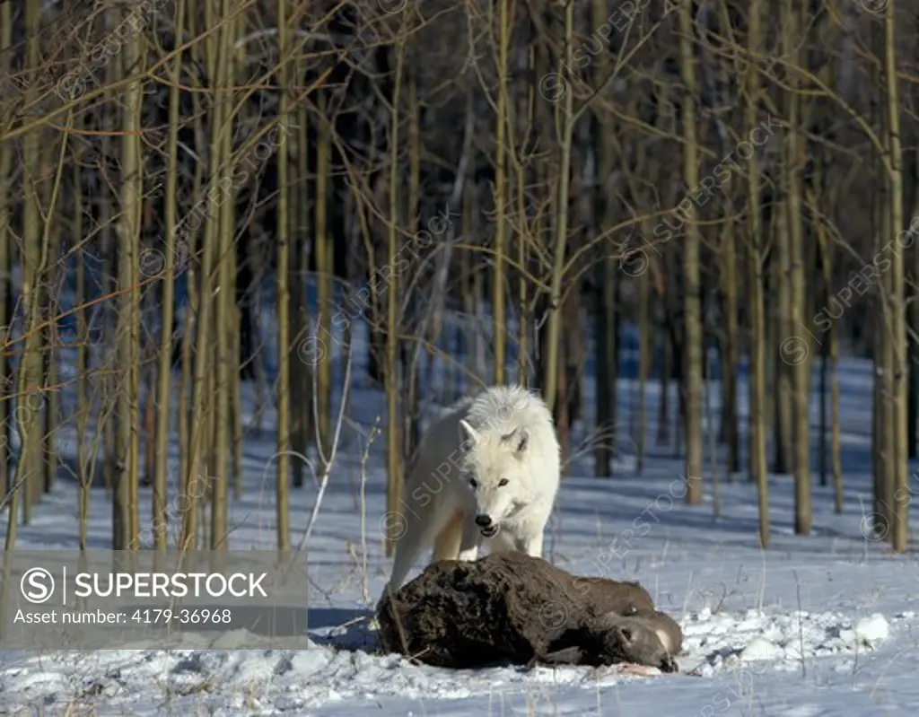 Timber Wolf with Deer Prey (Canis lupus)