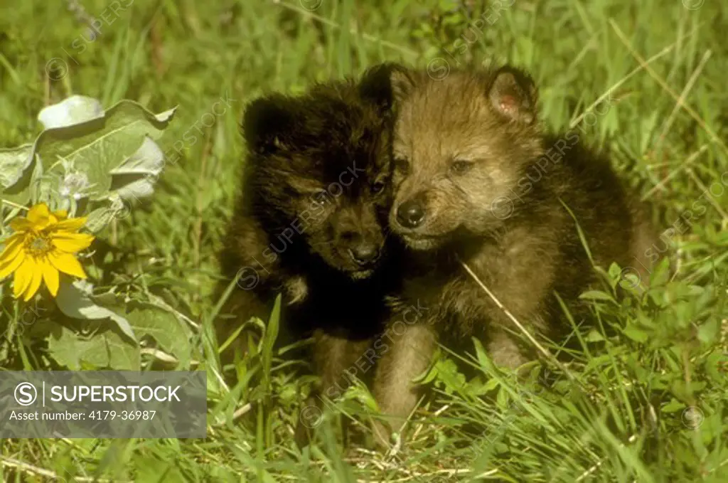 Gray Wolf Pups (Canis lupus) & Balsamroot Blossoms Bridger Mtns, Montana
