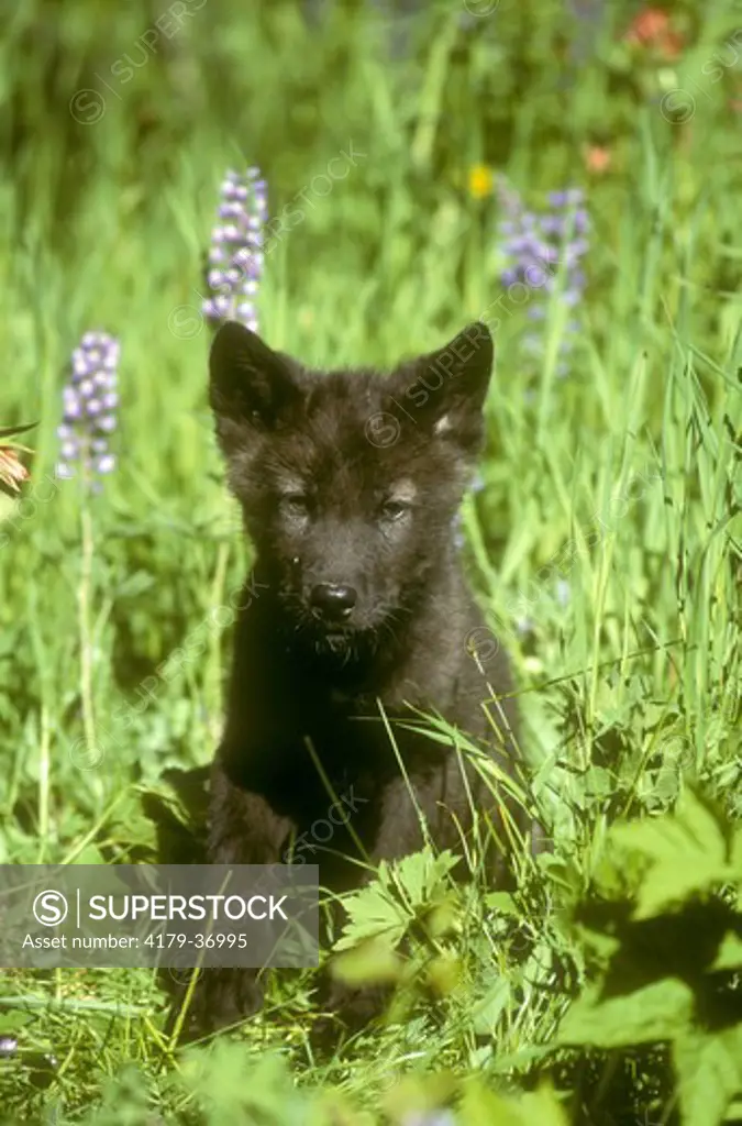 Timber Wolf Pup, black color Morph (Canis lupus), Montana
