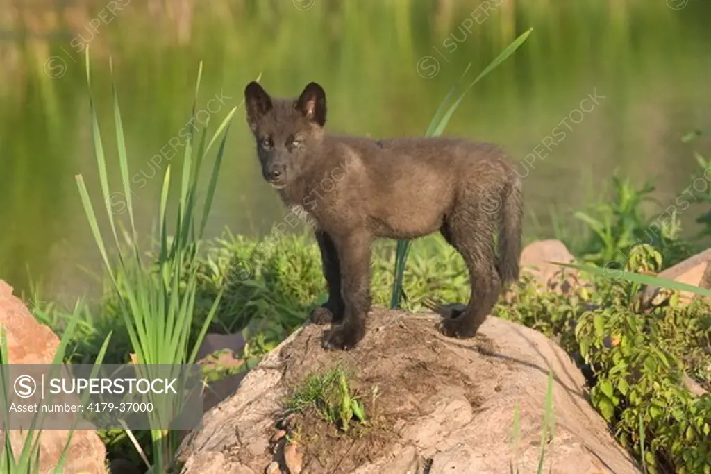 Grey wolf pup (Canis lupus) Minnesota northwoods Controlled situation