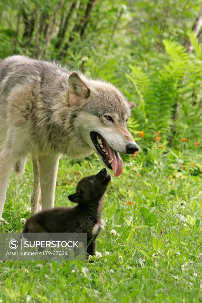 Wolf adult with pup(Canis lupus) begging to be fed, Pine County, Minnesota, Captive