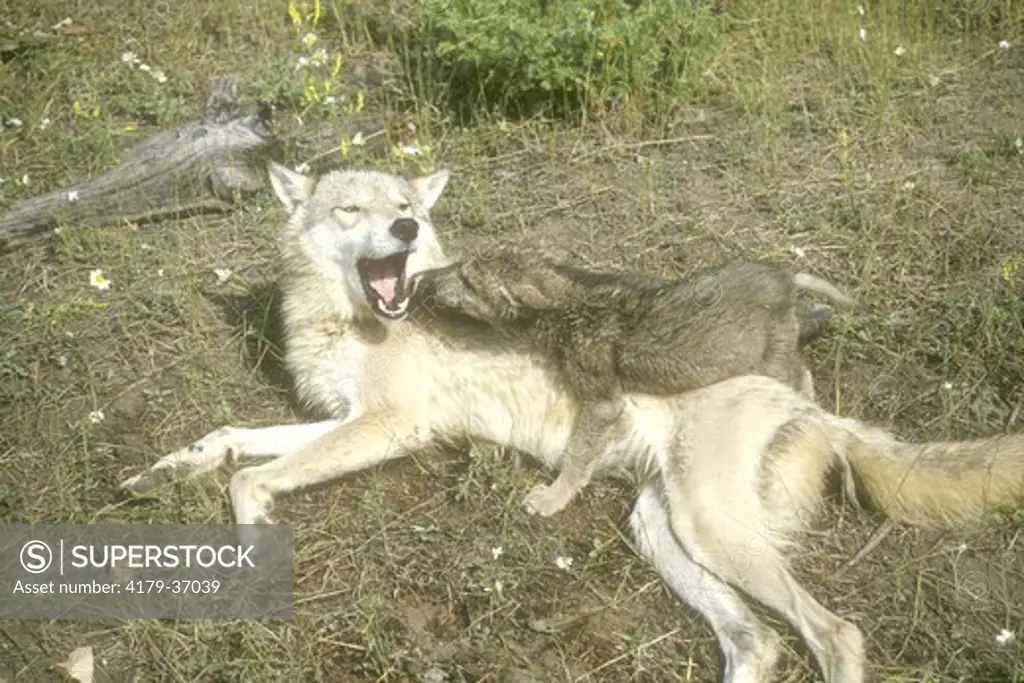 Gray or Timber Wolf (Canis lupus) with cub, wildlife model. Triple D Game Ranch
