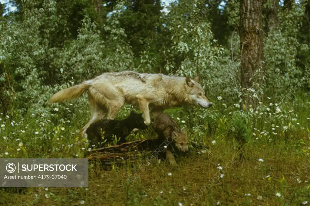 Timber Wolf w/Pup (Canis lupus) Wildlife Model Triple D Game Ranch/Montana