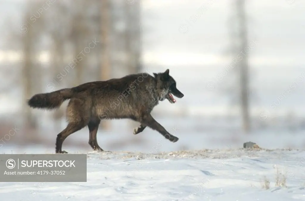 Wild Gray wolf (Canis lupus)on snow, Yellowstone N.P.
