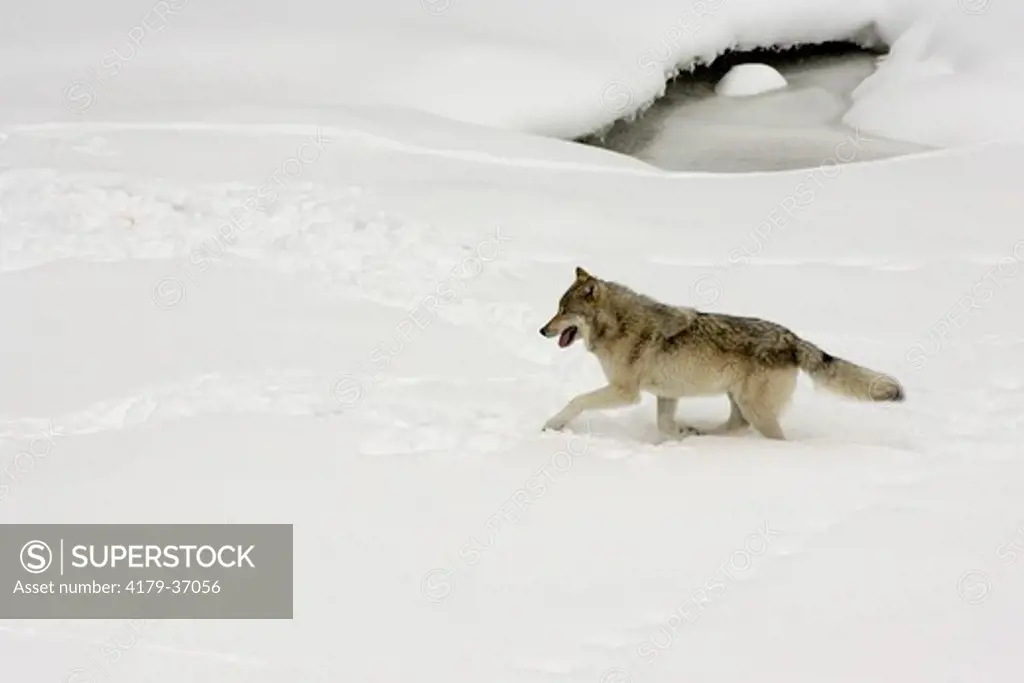 Gray wolf in winter in Yellowstone National Park