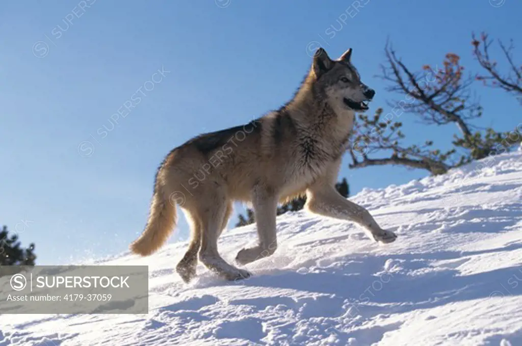 Gray Wolf Running (Canis lupus) West No. America