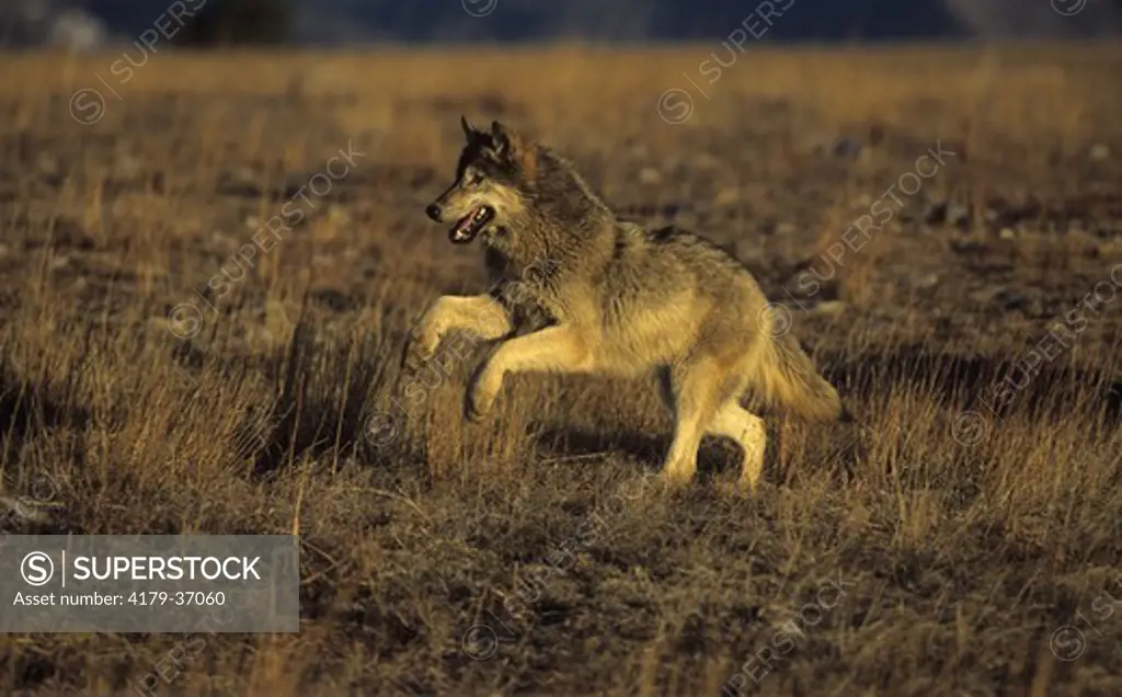 Grey or Timber  Wolf running (Canis lupus)