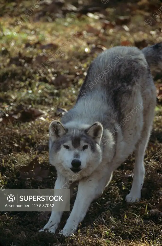 Tundra Wolf Wolf Sanctuary Eureka, Missouri