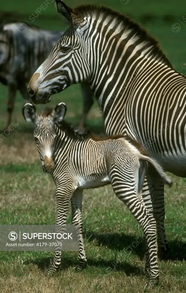 Zebra, Grevy's (Equus grevyi) Newborn & Mother Busch Gardens/Tampa, Florida