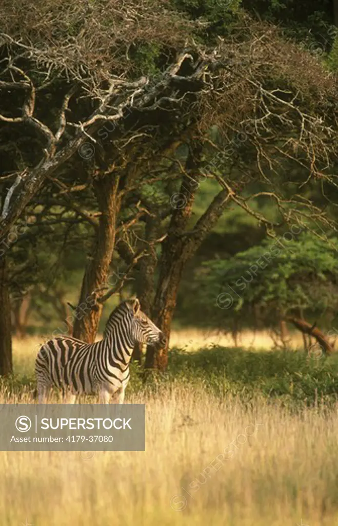 Burchell's Zebra in Veld, Mkuzi GR, Natal, RSA (Equus burchellii)