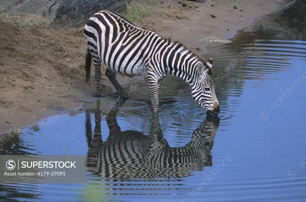 Common Zebra drinking (Equus burchellii), Talic River, Mara GR, Kenya