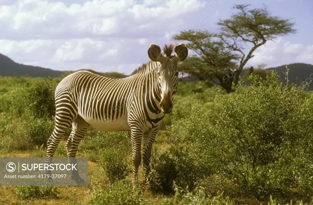 Grevy's Zebra (Equus grevyi), Samburu GR, Kenya