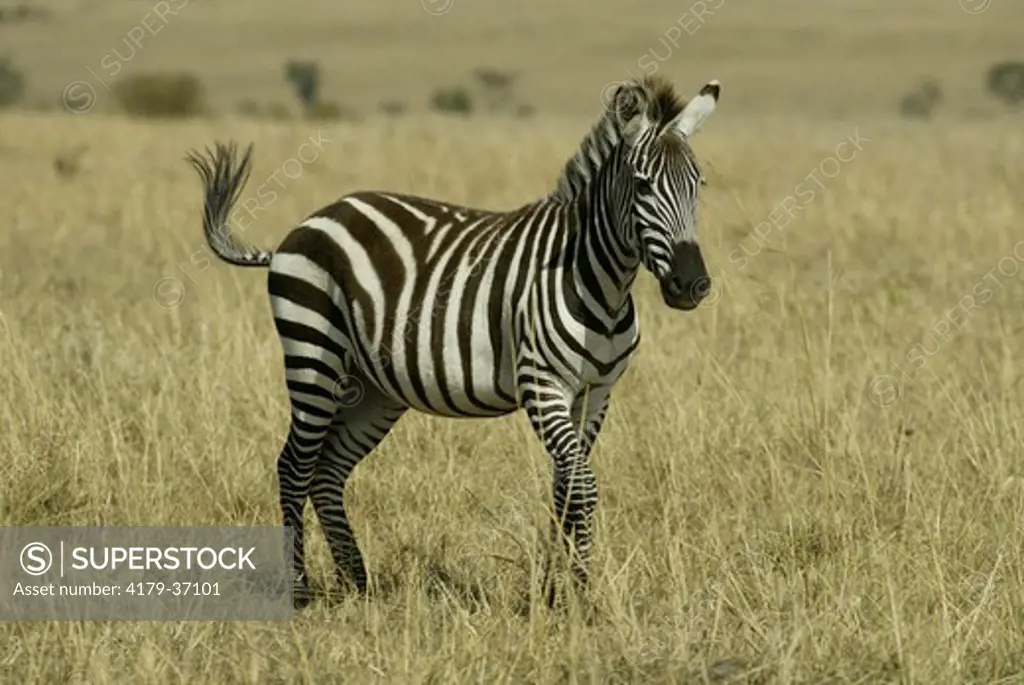 Grant's Zebra (Equus burchelli boehmi), adult, Masai Mara, Kenya