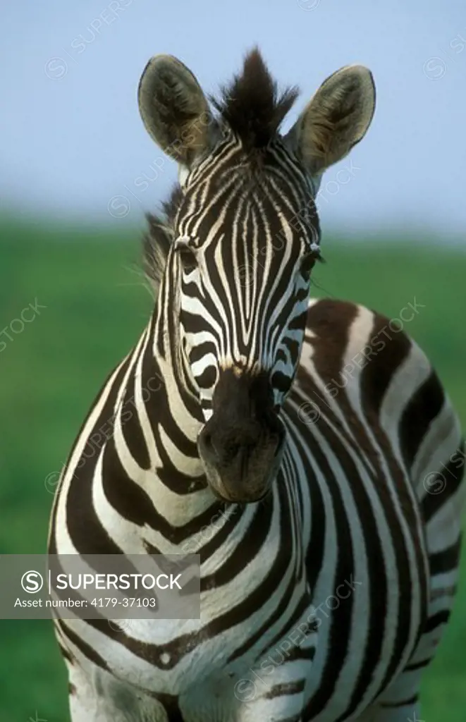 Burchell's Zebra (Equus burchelli) , KwaZulu-Natal Midlands, S. Africa