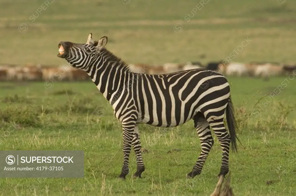 Burchell's Zebra stallion with flehmen behavior (urine testin) Masai Mara Natl Reserve, Kenya