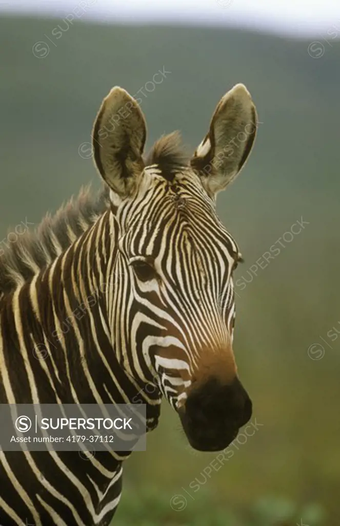 Mountain Zebra (Equus zebra)
