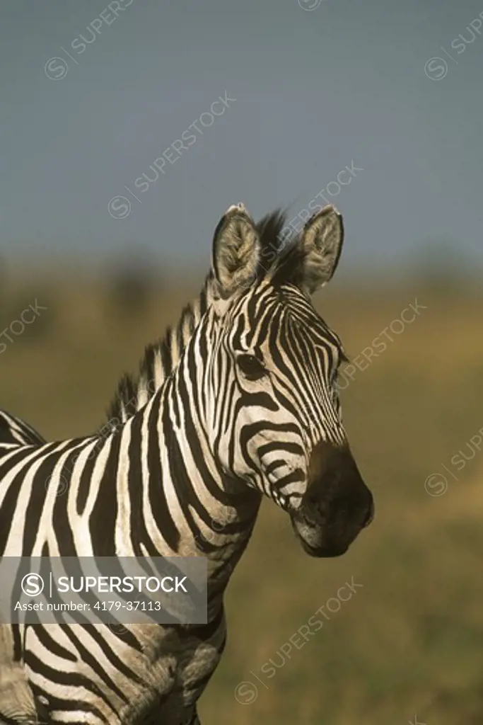 Common Zebra (Equus burchelli) Mara, Kenya