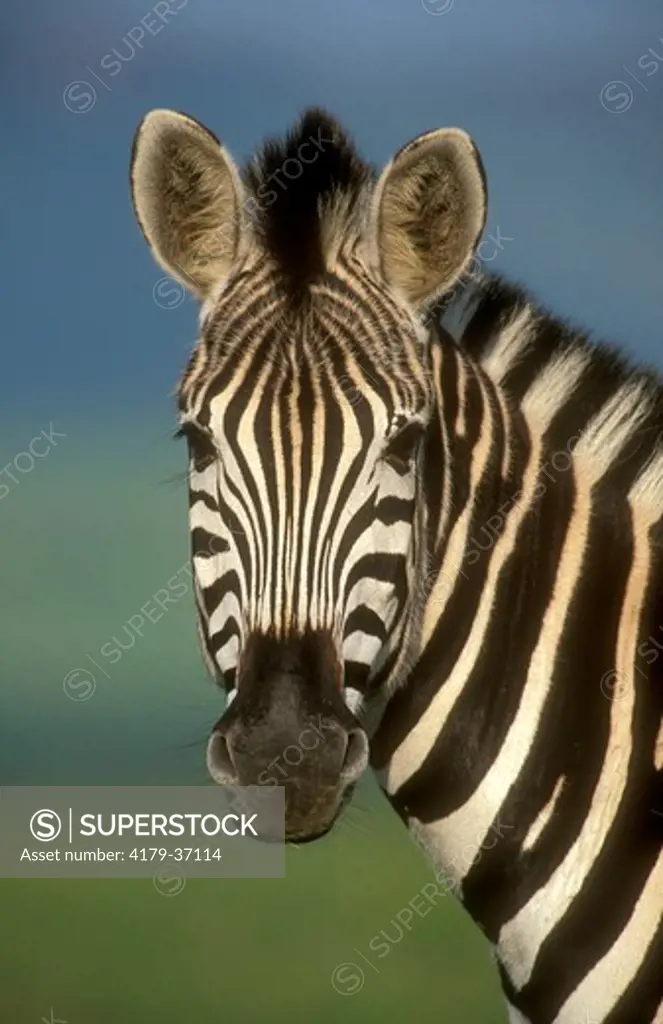 Burchell's Zebra (Equus burchellii), head shot, KwaZulu-Natal Midlands