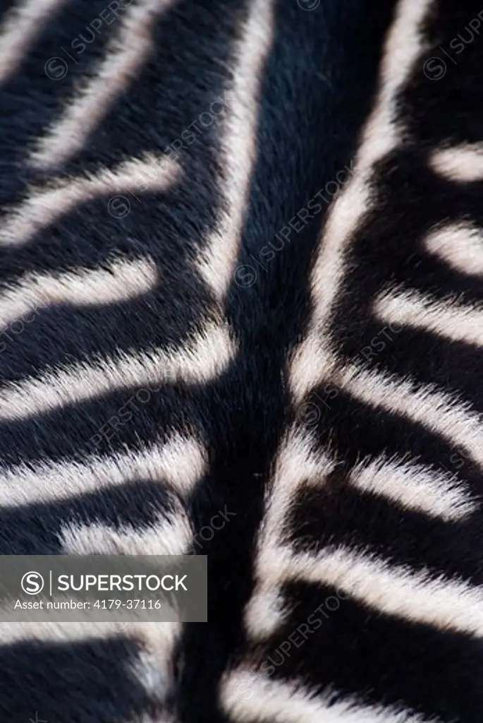 Grant's Zebra, close-up of back, (Equus burchelli boehmi) Rio Grande Zoo, Albuquerque, New Mexico, USA, December 2008