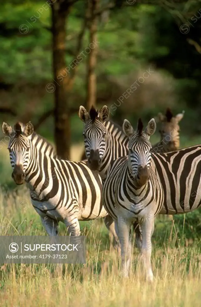 Group of Burchell's Zebra in Veld, Mkuzi GR, Natal, RSA (Equus burchellii)