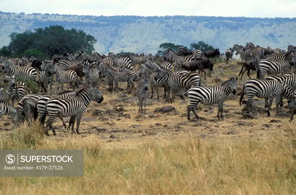 Herds of adult and young Burchells Zebra's gathering on the banks of the Mara river waiting to gross back over the Mara river at the start of the great migration across the river back into the Serengeti eco-system in the Masai Mara Reserve, Kenya, Africa.