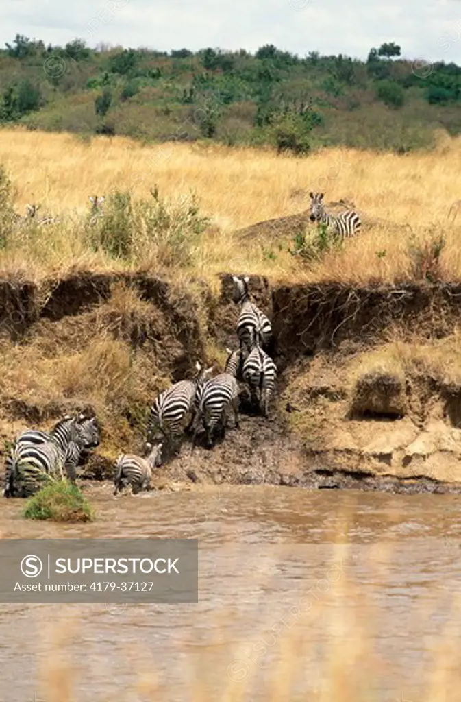 Burchells Zebra's climbing the river bank after crossing the Mara river in the Masai Mara Reserve, Kenya, Africa