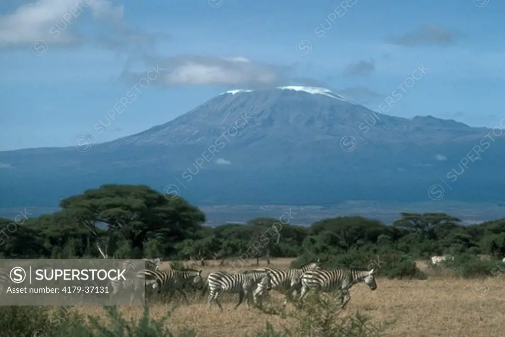 Grants Zebra and Mount Kilimanjaro, Amboseli, Kenya (Equus b. boehmi)
