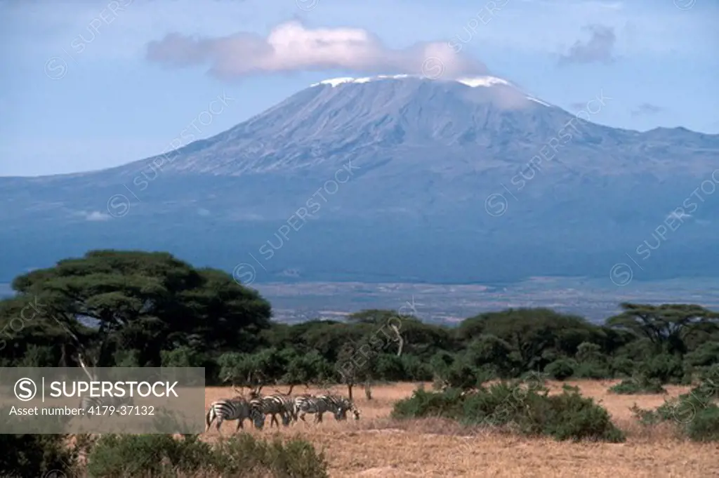 Mt. Kilimanjaro & Grants Zebras Amboseli NP/Kenya
