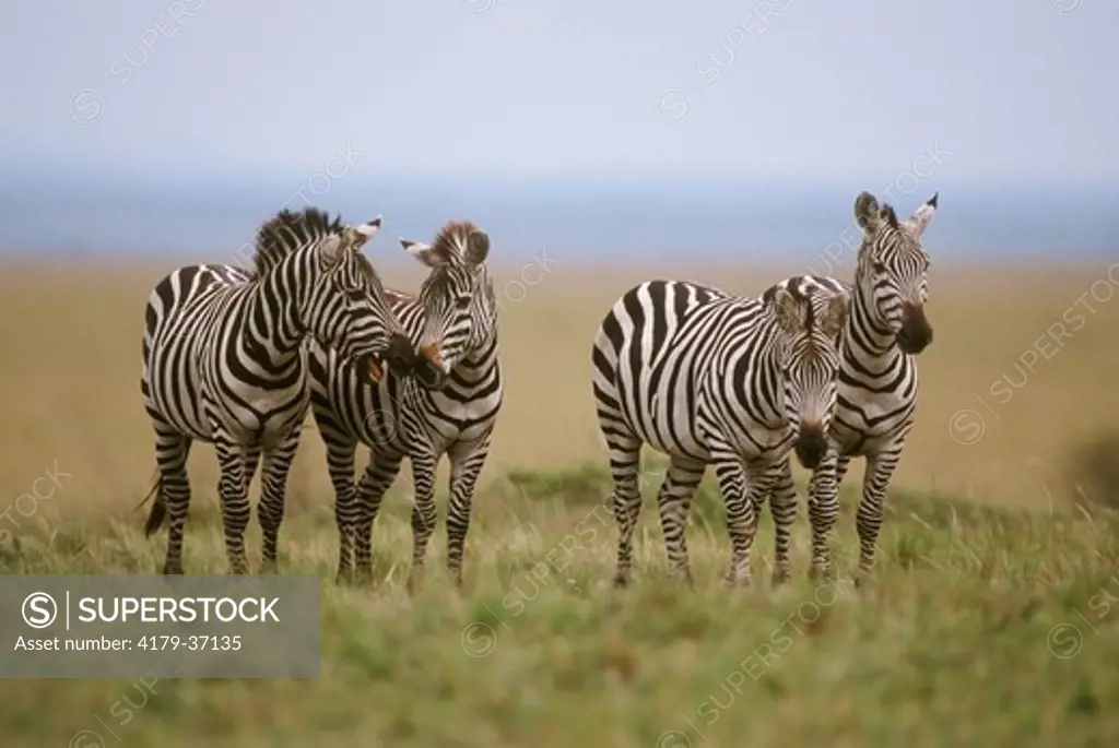 Common Zebra Group (Equus burchelli), Masai Mara, Kenya