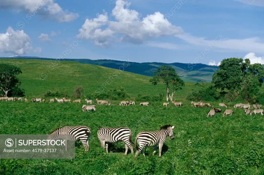 Common Zebra Herd (Equus burchelli), Ngorongoro Crater, Tanzania