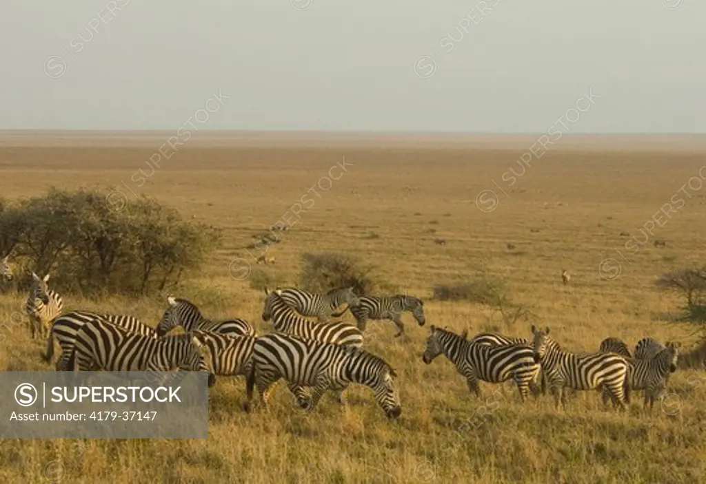 Burchell's zebras grazing early in the morning Serengeti National Park Tanzania