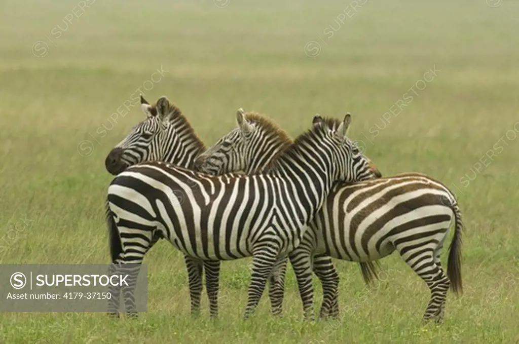 Burchell's Zebras standing in plains with one's head on other's back, Serengeti National Park, Tanzania