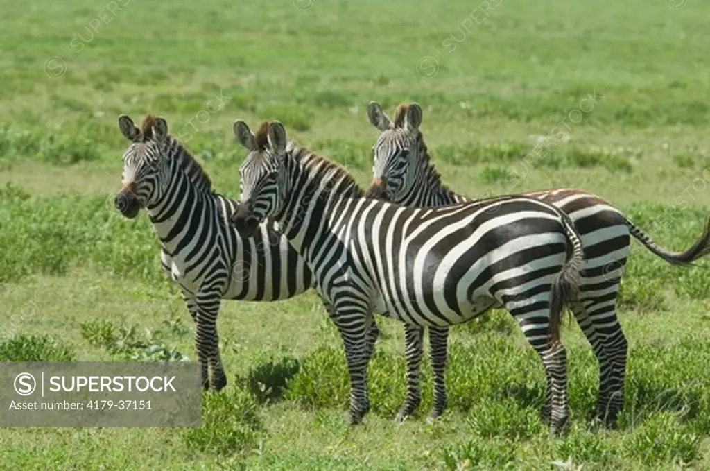 Burchell's Zebra standing together, watching intently, Serengeti National Park, Tanzania