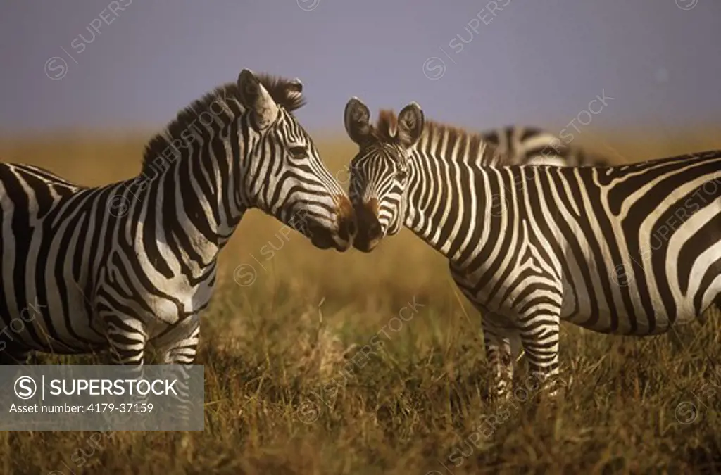 Plains Zebra Pair (Equus burchelli), Maasai Mara, Kenya