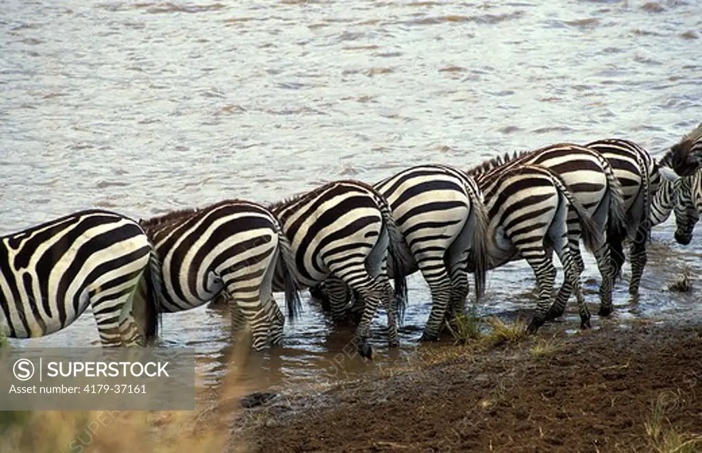 Burchell's Zebra (Equus burchelli) Adult group drinking from the Mara river. Masai Mara Reserve Kenya Africa
