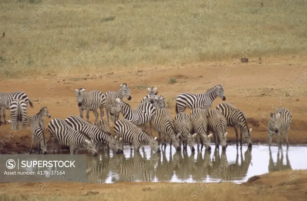 Zebras Tsavo, Kenya