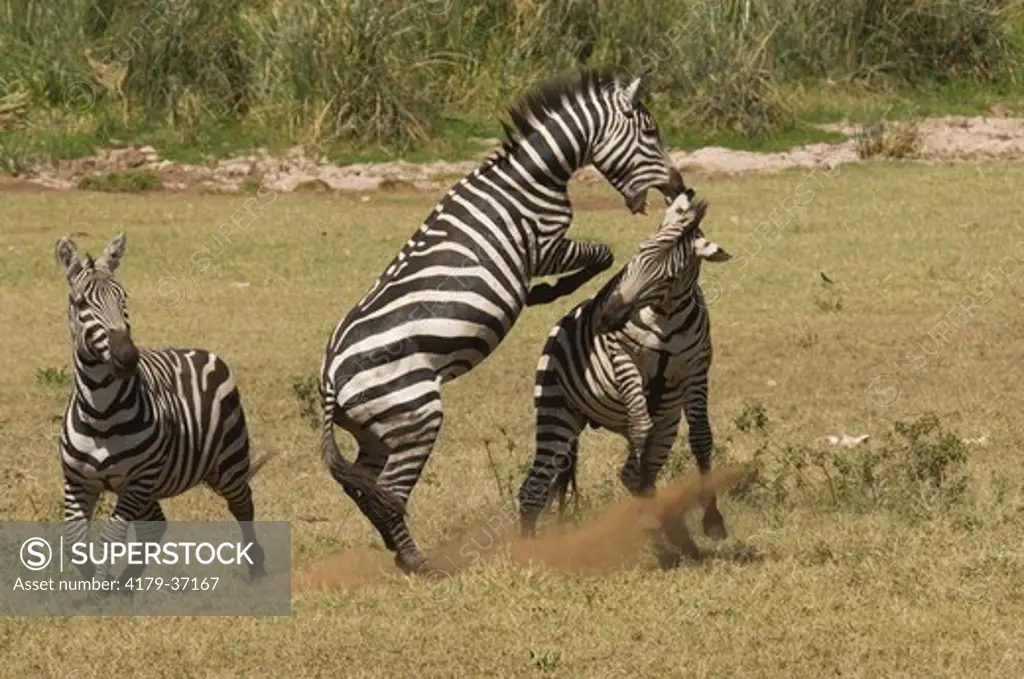 Burchell's Zebra stallions fighting, Masai Mara Natl Reserve, Kenya
